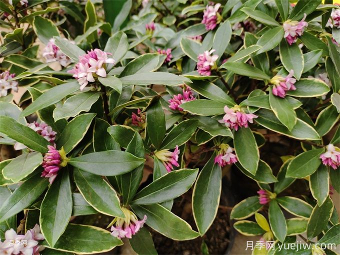 20種耐寒的花卉，讓冬天也能花開(kāi)燦爛(圖1)