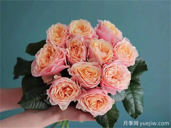 溫柔珊瑚心月季，花色獨(dú)特且勤花(圖1)