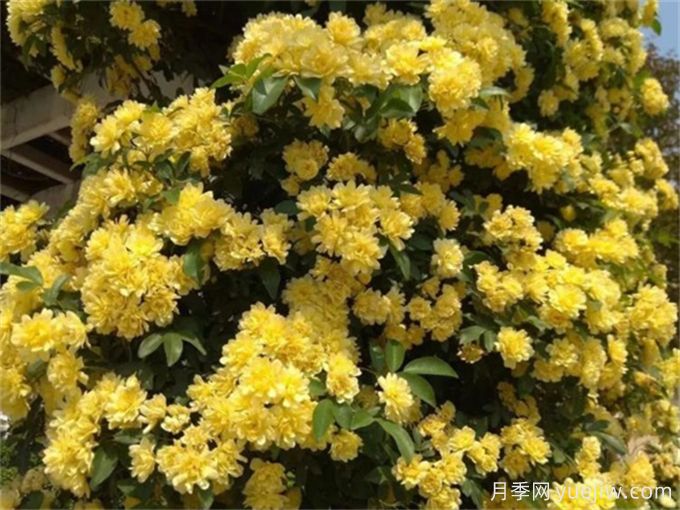 養(yǎng)一棵黃木香，花朵嬌艷，香氣醇厚(圖1)