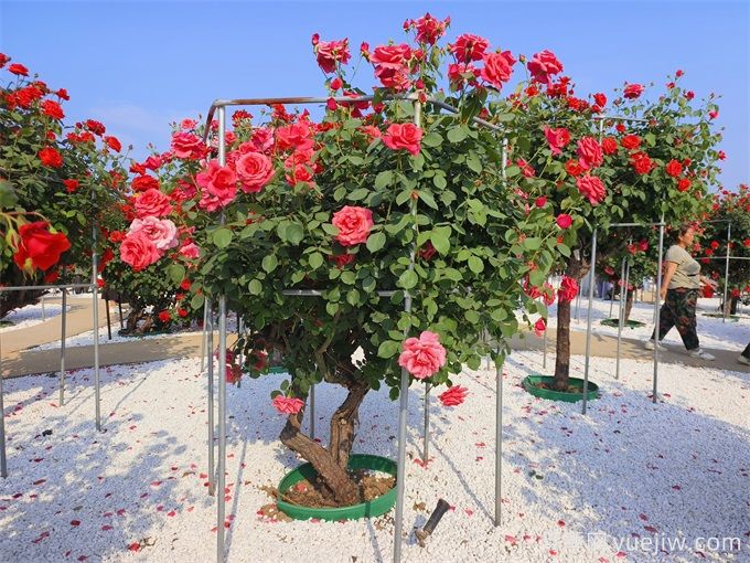 花園植物配置如何做？六個(gè)花園色彩搭配技巧(圖2)