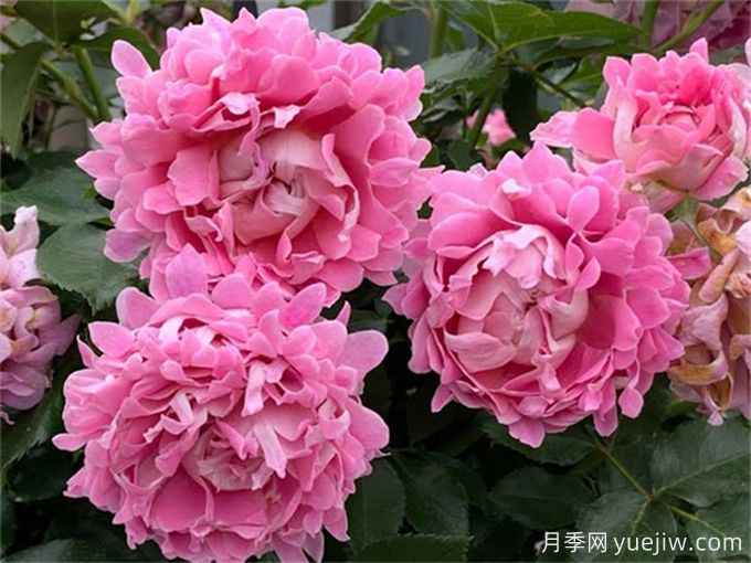夢(mèng)幻褶邊月季，獨(dú)特花型，香氣四溢(圖2)