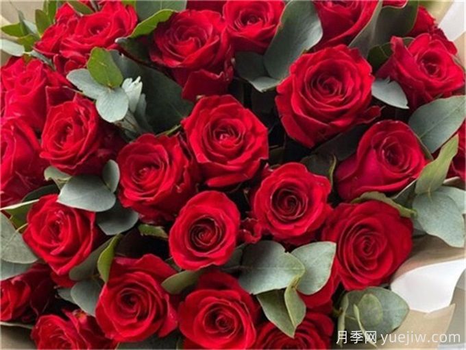 花店必備80種玫瑰花，開始認(rèn)識多色切花月季(圖3)