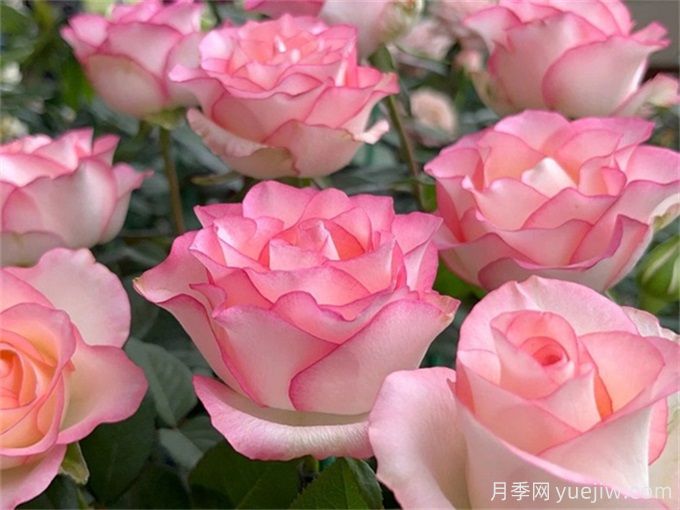 花店必備80種玫瑰花，開始認(rèn)識多色切花月季(圖6)