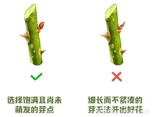 月季冬剪？修剪時間和重剪辦法(圖2)