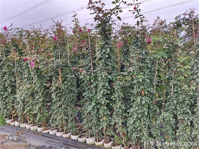 爬藤月季種植指南，讓你的花園美到爆(圖2)