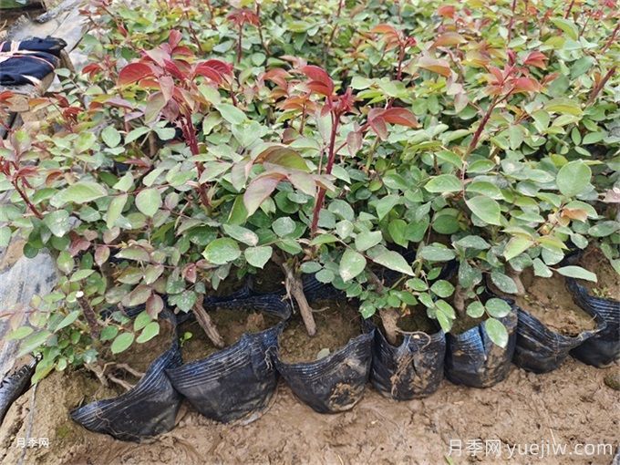 怎么正確給月季花澆水？月季澆水要避免四種情況(圖2)