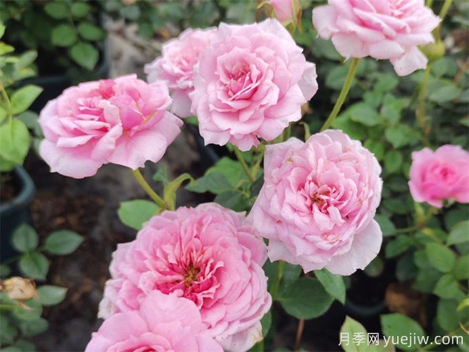 不能養(yǎng)家里的3種花卉，養(yǎng)不好白費力(圖1)
