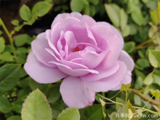月季花也有缺點，避開這5個品種(圖3)