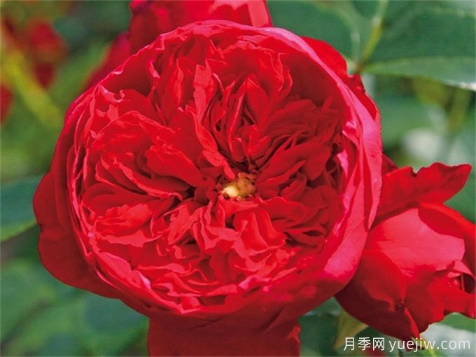 弗洛倫蒂娜月季，濃郁正紅、花量大抗性強(圖2)