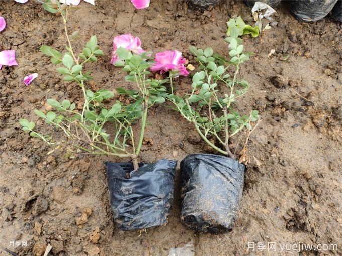 月季苗種下去不發(fā)芽又沒死，是什么原因？(圖2)