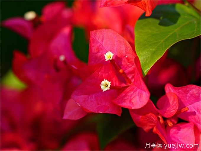 200種園林植物識(shí)別、應(yīng)用與養(yǎng)護(hù)(圖2)