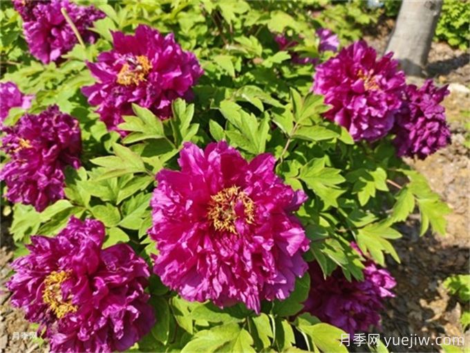 200種園林植物識(shí)別、應(yīng)用與養(yǎng)護(hù)(圖4)