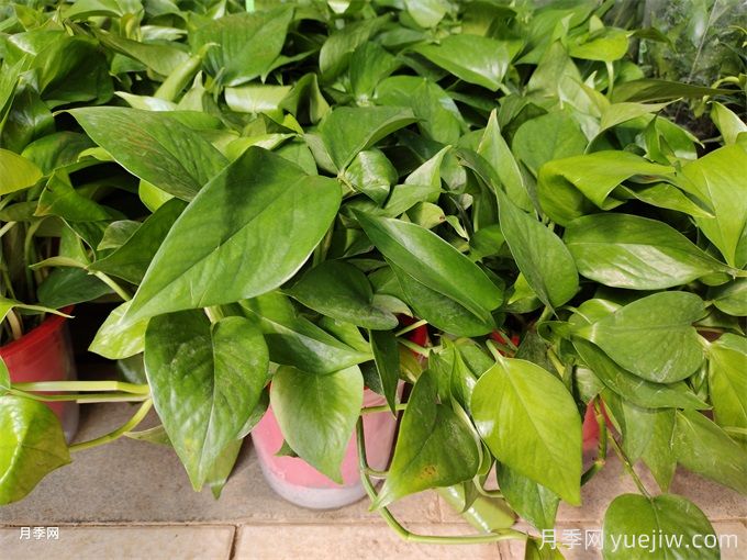 200種園林植物識(shí)別、應(yīng)用與養(yǎng)護(hù)(圖5)