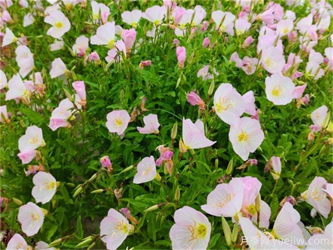200種園林植物識(shí)別、應(yīng)用與養(yǎng)護(hù)(圖6)