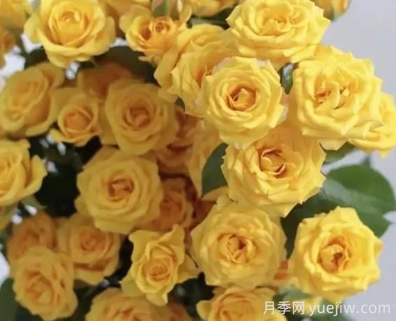 夢幻芭比月季，夢幻般明亮的黃色芭比(圖1)