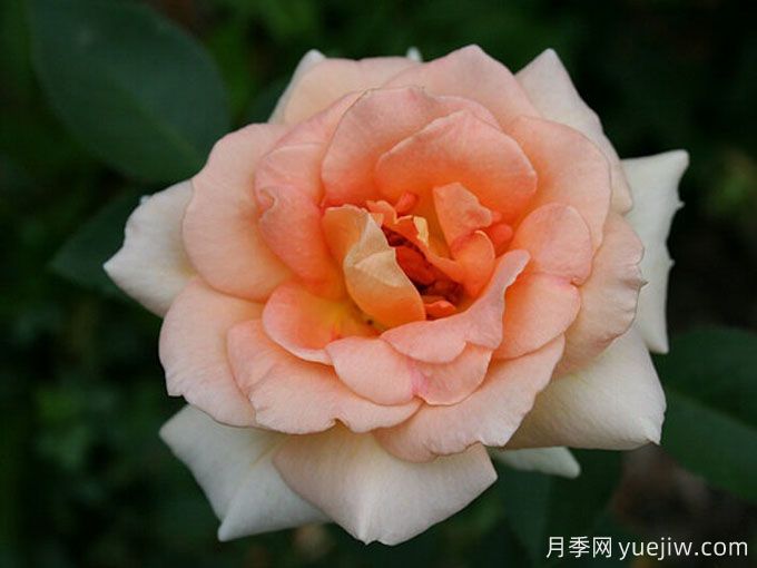溫柔的勸導月季/溫柔勸說月季(圖2)
