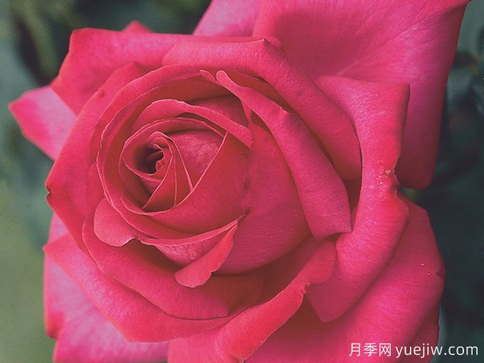 訴說月季/豐腴美人/花園女王/旺達菲拉格慕(圖3)
