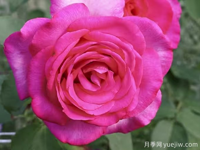 訴說月季/豐腴美人/花園女王/旺達菲拉格慕(圖1)