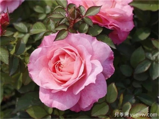 海神王陽臺月季，花量豐富花期長，陽臺黨喜愛(圖1)