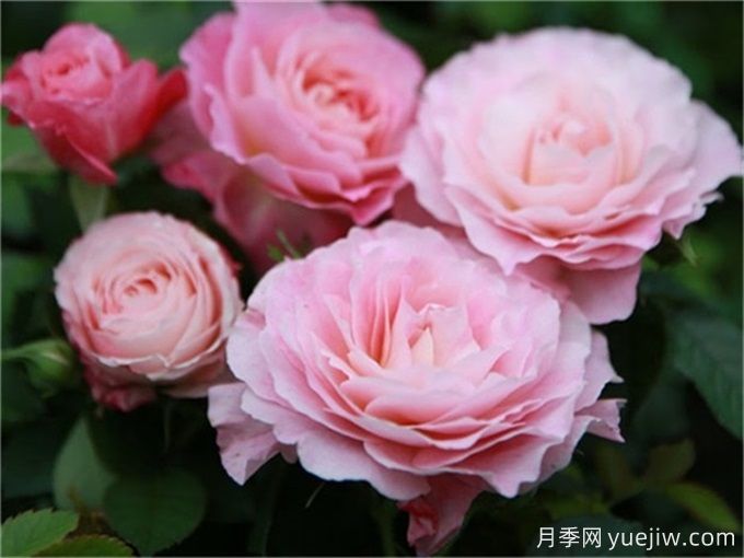 海神王陽臺月季，花量豐富花期長，陽臺黨喜愛(圖2)