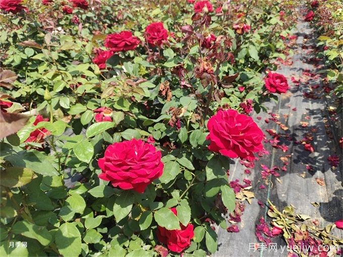 家里月季花葉子變黃，原來是因?yàn)檫@5個(gè)原因(圖1)