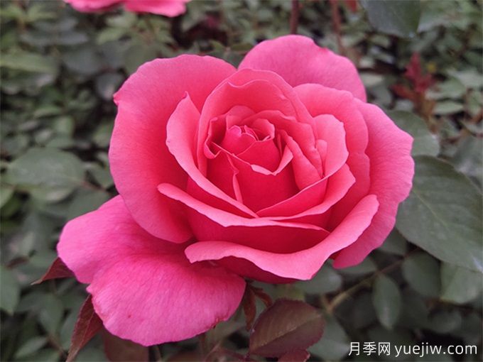 推薦10種大花月季，每一款開花鮮艷，香味清新(圖1)