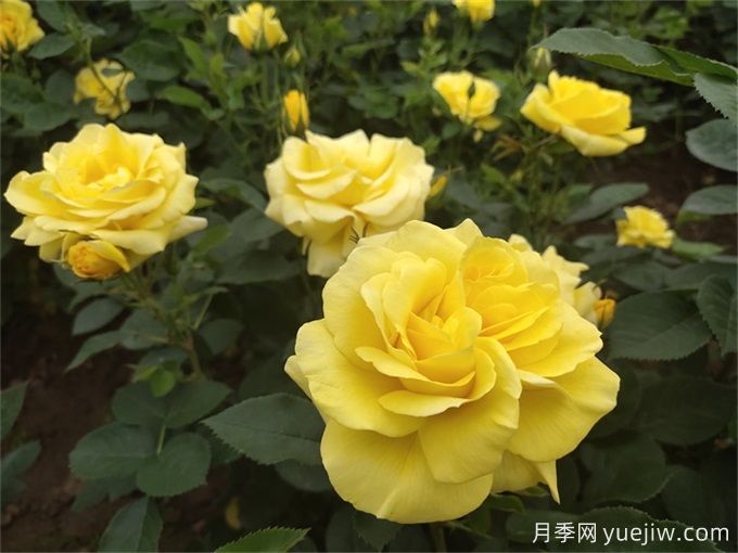 推薦10種大花月季，每一款開花鮮艷，香味清新(圖2)