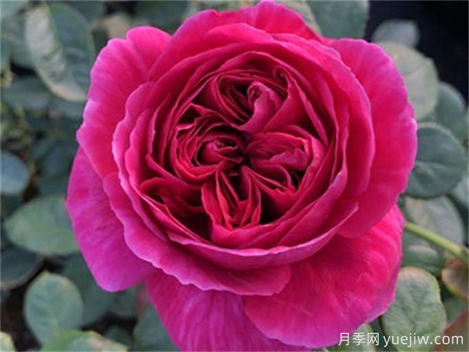 伊芙酒窖月季，花香迷人養(yǎng)護(hù)簡(jiǎn)單(圖1)