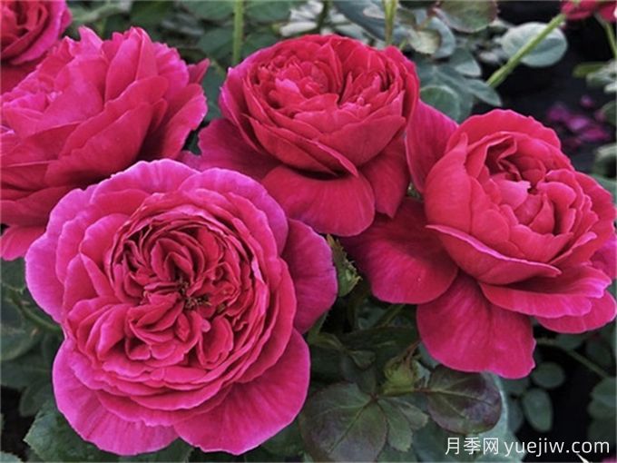 伊芙酒窖月季，花香迷人養(yǎng)護(hù)簡(jiǎn)單(圖2)