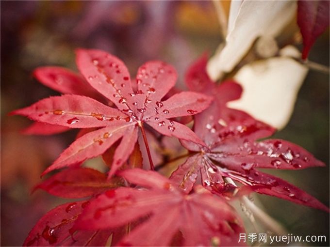 三角楓、五角楓、元寶楓、雞爪槭、紅楓的區(qū)別(圖4)