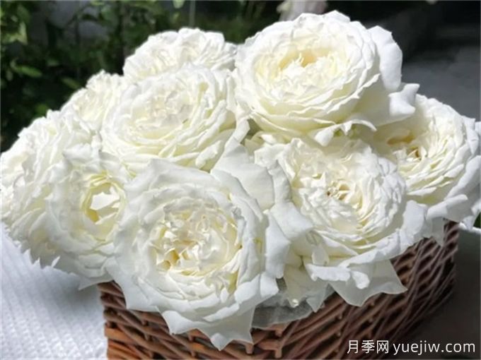 保羅三世月季，近乎完美的白色月季花(圖2)