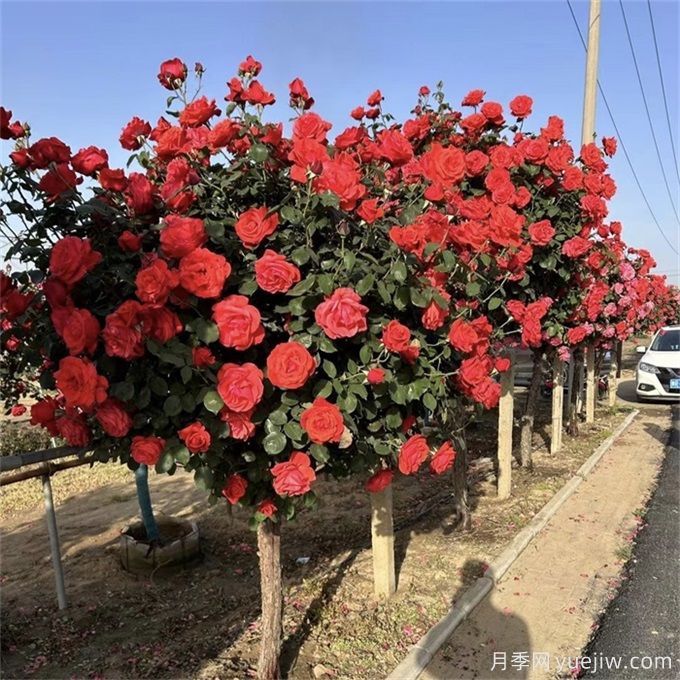 不論有沒有院子，都要養(yǎng)一棵樹狀月季(圖1)