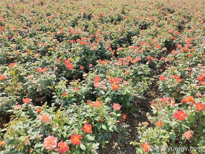秋季紅從容月季基地大袋苗和杯苗價格(圖2)