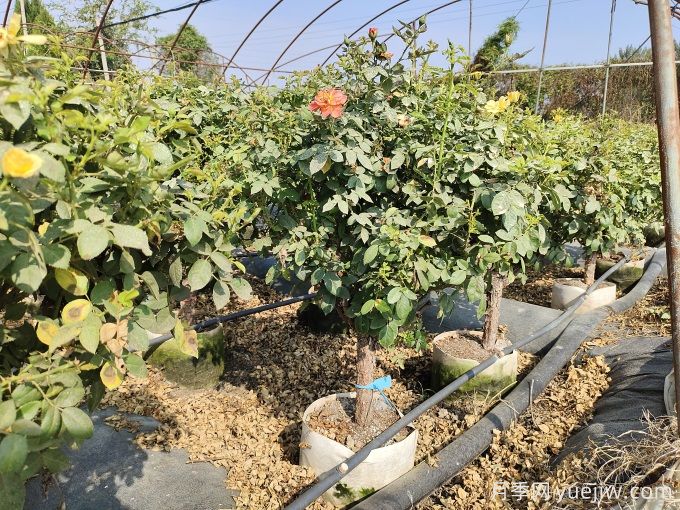 園藝新品，多色歐月薔薇桿樹狀月季(圖3)