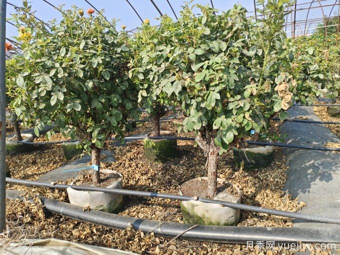 園藝新品，多色歐月薔薇桿樹狀月季(圖4)
