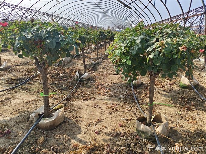 園藝新品，多色歐月薔薇桿樹狀月季(圖5)