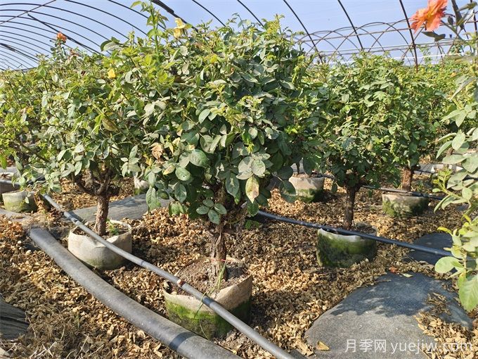 園藝新品，多色歐月薔薇桿樹狀月季(圖6)