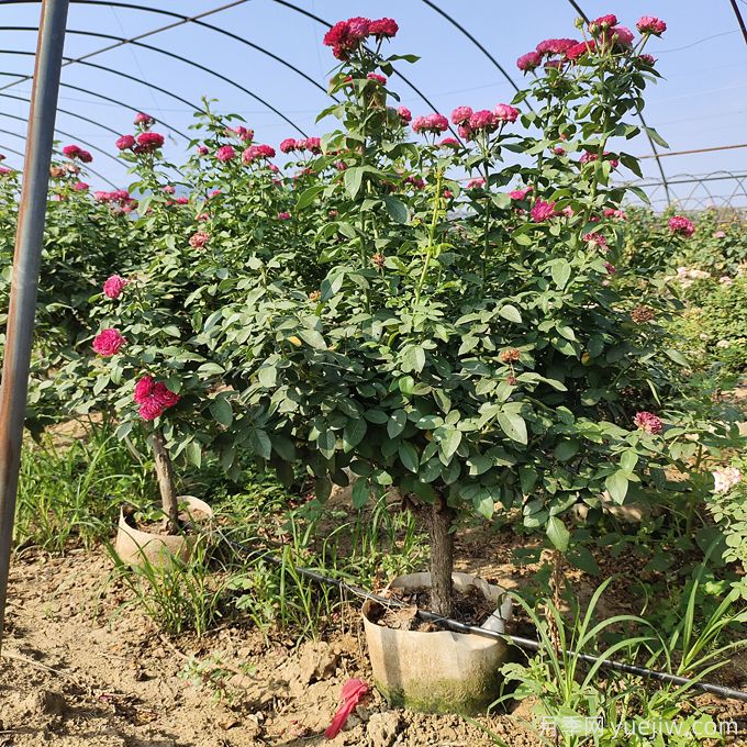 園藝新品，多色歐月薔薇桿樹狀月季(圖1)
