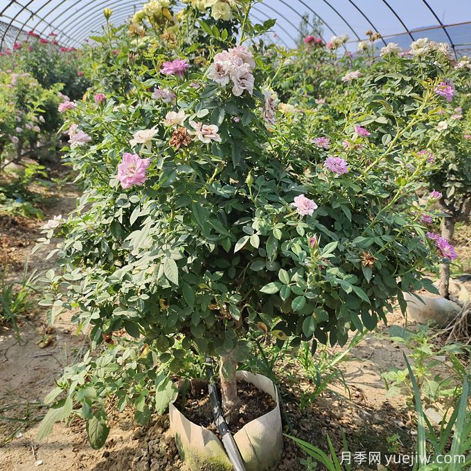 園藝新品，多色歐月薔薇桿樹狀月季(圖2)