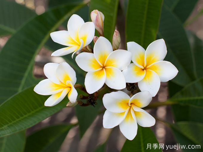 雞蛋花的百科介紹和應(yīng)用價(jià)值(圖1)
