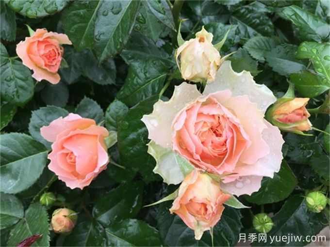 不帶香味的星王微月月季，喜歡清淡的花友必看(圖2)