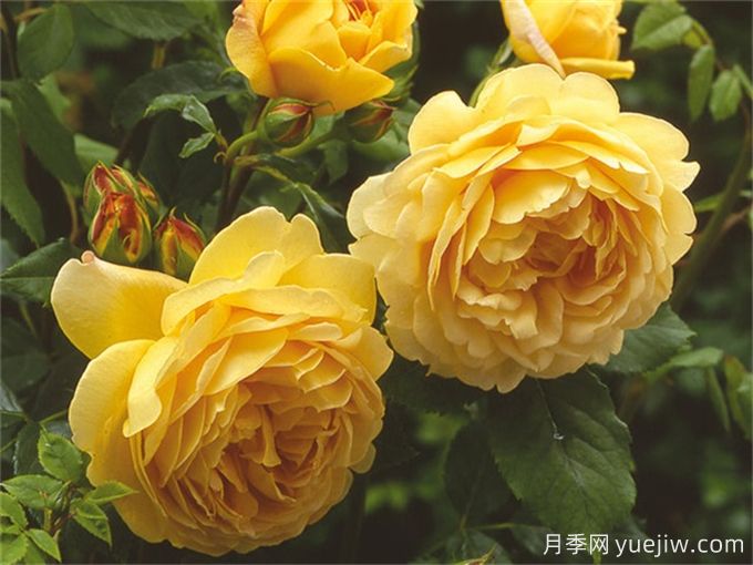 盤點(diǎn)10個(gè)***香的月季花品種(圖2)