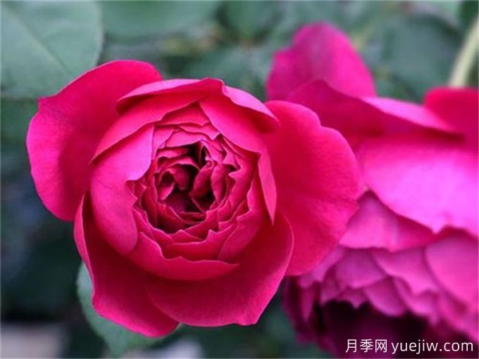 盤點(diǎn)10個(gè)***香的月季花品種(圖3)