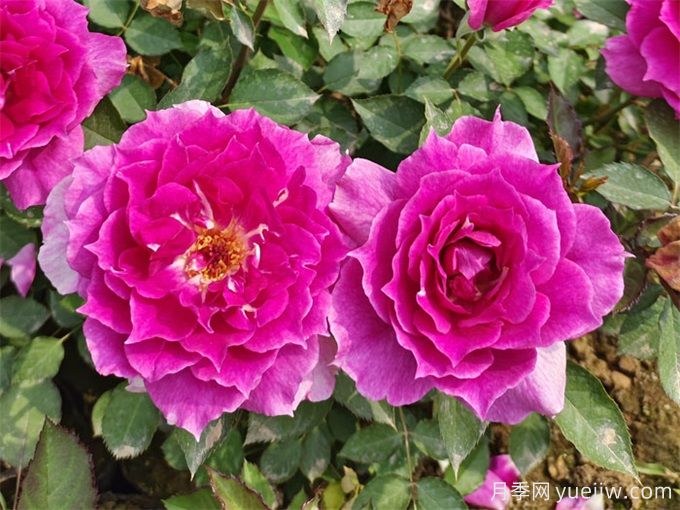 盤點(diǎn)10個(gè)***香的月季花品種(圖5)