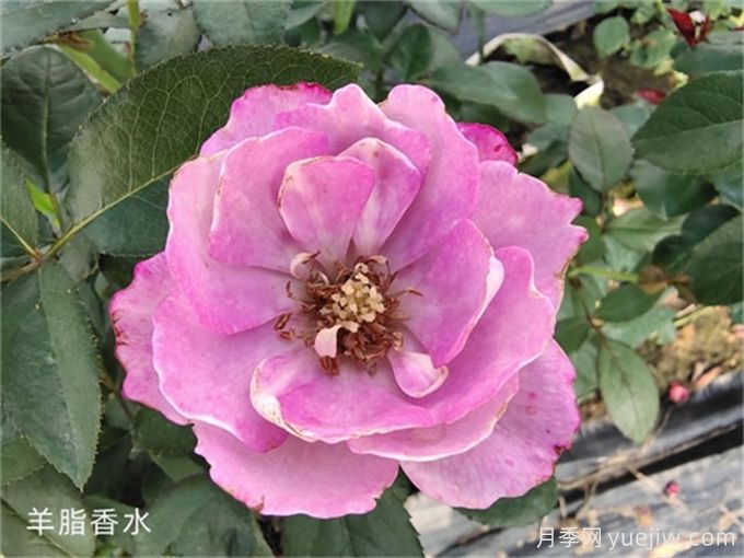 盤點(diǎn)10個(gè)***香的月季花品種(圖7)