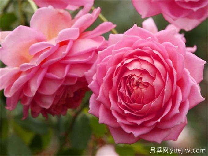 盤點(diǎn)10個(gè)***香的月季花品種(圖8)
