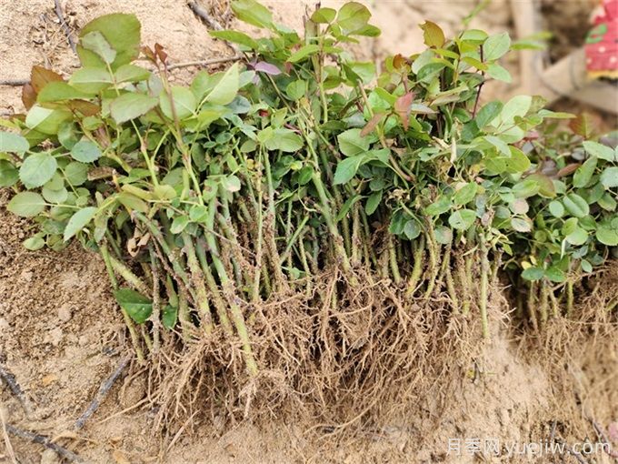 月季花種子怎么種？月季種植方法和時間(圖2)