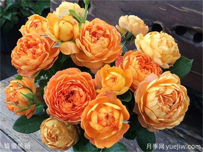 推薦15款經(jīng)典灌木月季品種，好看好養(yǎng)，有藤本和微月(圖4)