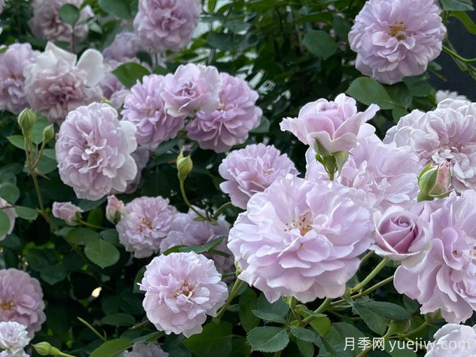 藍(lán)色陰雨月季，花量大、長(zhǎng)勢(shì)快、花色清新(圖1)