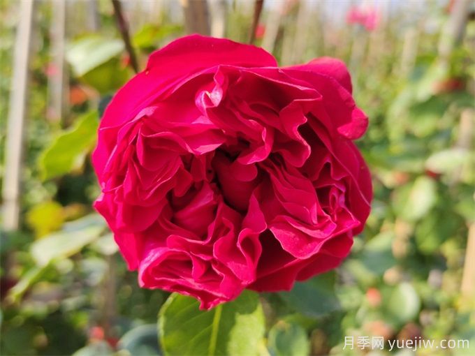 5個藤本月季，讓你得到一個花開不斷的夏天(圖2)